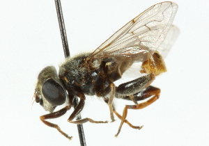  (Lejops mexicanus - CNC DIPTERA 102177)  @11 [ ] CreativeCommons - Attribution (2011) CNC/CBG Photography Group Centre for Biodiversity Genomics