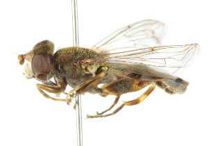  (Lejops transfugus - CNC DIPTERA 102197)  @11 [ ] CreativeCommons - Attribution (2011) CNC/CBG Photography Group Centre for Biodiversity Genomics