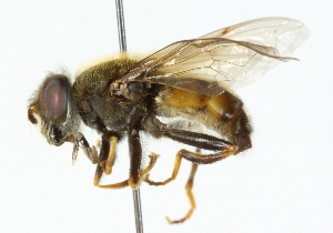  ( - CNC DIPTERA 102223)  @13 [ ] CreativeCommons - Attribution (2011) CNC/CBG Photography Group Centre for Biodiversity Genomics