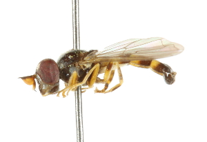  ( - CNC DIPTERA 102446)  @11 [ ] CreativeCommons - Attribution (2011) CNC/CBG Photography Group Centre for Biodiversity Genomics