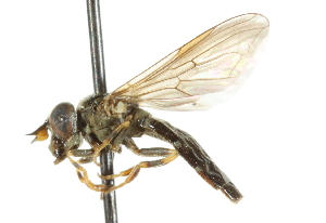  ( - CNC DIPTERA 102450)  @11 [ ] CreativeCommons - Attribution (2011) CNC/CBG Photography Group Centre for Biodiversity Genomics