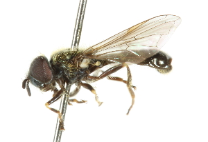  ( - CNC DIPTERA 102463)  @11 [ ] CreativeCommons - Attribution (2011) CNC/CBG Photography Group Centre for Biodiversity Genomics