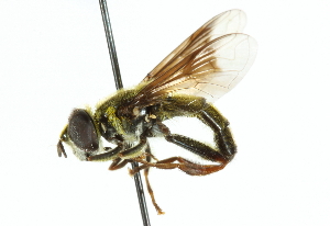  ( - CNC DIPTERA 102542)  @13 [ ] CreativeCommons - Attribution (2011) CNC/CBG Photography Group Centre for Biodiversity Genomics
