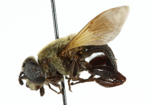  (Senaspis melanthysana - CNC DIPTERA 102609)  @14 [ ] CreativeCommons - Attribution (2011) CNC/CBG Photography Group Centre for Biodiversity Genomics