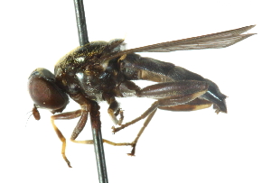  (Xylota florum - CNC DIPTERA 102731)  @14 [ ] CreativeCommons - Attribution (2011) CNC/CBG Photography Group Centre for Biodiversity Genomics