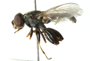  (Tropidia scita - CNC DIPTERA 102811)  @14 [ ] CreativeCommons - Attribution (2011) CNC/CBG Photography Group Centre for Biodiversity Genomics