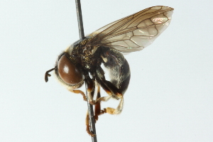  ( - CNC DIPTERA 102837)  @11 [ ] CreativeCommons - Attribution (2011) CNC/CBG Photography Group Centre for Biodiversity Genomics