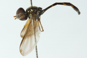  (Allobaccha apicalis - CNC DIPTERA 102840)  @11 [ ] CreativeCommons - Attribution (2011) CNC/CBG Photography Group Centre for Biodiversity Genomics