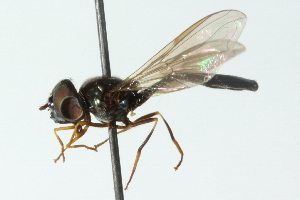  ( - CNC DIPTERA 102846)  @11 [ ] CreativeCommons - Attribution (2011) CNC/CBG Photography Group Centre for Biodiversity Genomics
