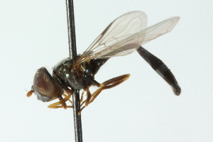  ( - CNC DIPTERA 102847)  @11 [ ] CreativeCommons - Attribution (2011) CNC/CBG Photography Group Centre for Biodiversity Genomics