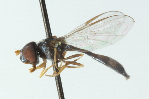  ( - CNC DIPTERA 102848)  @13 [ ] CreativeCommons - Attribution (2011) CNC/CBG Photography Group Centre for Biodiversity Genomics