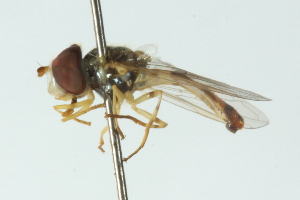  ( - CNC DIPTERA 102875)  @11 [ ] CreativeCommons - Attribution (2011) CNC/CBG Photography Group Centre for Biodiversity Genomics