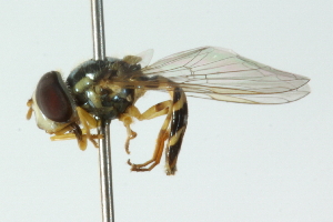  ( - CNC DIPTERA 102877)  @11 [ ] CreativeCommons - Attribution (2011) CNC/CBG Photography Group Centre for Biodiversity Genomics