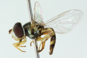  ( - CNC DIPTERA 102878)  @11 [ ] CreativeCommons - Attribution (2011) CNC/CBG Photography Group Centre for Biodiversity Genomics