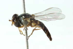  ( - CNC DIPTERA 102882)  @11 [ ] CreativeCommons - Attribution (2011) CNC/CBG Photography Group Centre for Biodiversity Genomics