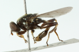  ( - CNC DIPTERA 102892)  @11 [ ] CreativeCommons - Attribution (2011) CNC/CBG Photography Group Centre for Biodiversity Genomics