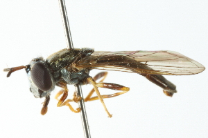  (Argentinomyia testaceipes - CNC DIPTERA 102983)  @11 [ ] CreativeCommons - Attribution (2011) CNC/CBG Photography Group Centre for Biodiversity Genomics