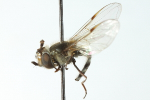  ( - CNC DIPTERA 103032)  @11 [ ] CreativeCommons - Attribution (2011) CNC/CBG Photography Group Centre for Biodiversity Genomics