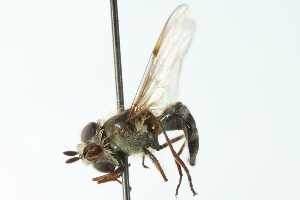  ( - CNC DIPTERA 103033)  @13 [ ] CreativeCommons - Attribution (2011) CNC/CBG Photography Group Centre for Biodiversity Genomics