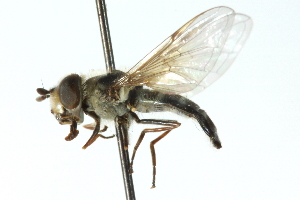  ( - CNC DIPTERA 103039)  @13 [ ] CreativeCommons - Attribution (2011) CNC/CBG Photography Group Centre for Biodiversity Genomics