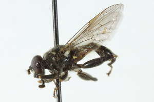  ( - CNC DIPTERA 103072)  @13 [ ] CreativeCommons - Attribution (2011) CNC/CBG Photography Group Centre for Biodiversity Genomics