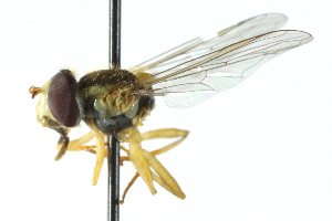  ( - CNC DIPTERA 103078)  @13 [ ] CreativeCommons - Attribution (2011) CNC/CBG Photography Group Centre for Biodiversity Genomics