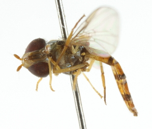  (Episyrphus trisectus - CNC DIPTERA 105399)  @11 [ ] CreativeCommons - Attribution (2011) CNC/CBG Photography Group Centre for Biodiversity Genomics