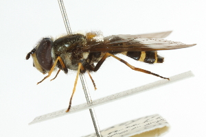  ( - CNC DIPTERA 105401)  @11 [ ] CreativeCommons - Attribution (2011) CNC/CBG Photography Group Centre for Biodiversity Genomics