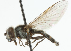 ( - CNC DIPTERA 105706)  @11 [ ] CreativeCommons - Attribution (2011) CNC/CBG Photography Group Centre for Biodiversity Genomics
