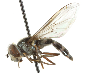 ( - CNC DIPTERA 105707)  @11 [ ] CreativeCommons - Attribution (2011) CNC/CBG Photography Group Centre for Biodiversity Genomics