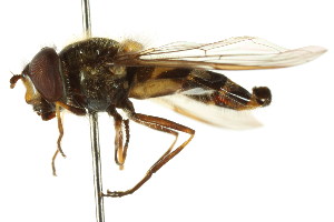  ( - CNC DIPTERA 105799)  @11 [ ] CreativeCommons - Attribution (2011) CNC/CBG Photography Group Centre for Biodiversity Genomics