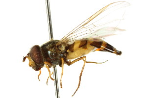  ( - CNC DIPTERA 105801)  @11 [ ] CreativeCommons - Attribution (2011) CNC/CBG Photography Group Centre for Biodiversity Genomics