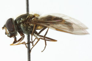  ( - CNC DIPTERA 105810)  @11 [ ] CreativeCommons - Attribution (2011) CNC/CBG Photography Group Centre for Biodiversity Genomics