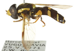  ( - CNC DIPTERA 106152)  @11 [ ] CreativeCommons - Attribution (2011) CNC/CBG Photography Group Centre for Biodiversity Genomics