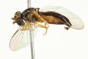  ( - CNC DIPTERA 10841)  @13 [ ] CreativeCommons - Attribution (2011) CNC/CBG Photography Group Centre for Biodiversity Genomics