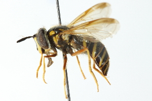  ( - CNC DIPTERA 11971)  @14 [ ] CreativeCommons - Attribution (2011) CNC/CBG Photography Group Centre for Biodiversity Genomics