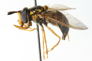  ( - CNC DIPTERA 13284)  @11 [ ] CreativeCommons - Attribution (2011) CNC/CBG Photography Group Centre for Biodiversity Genomics