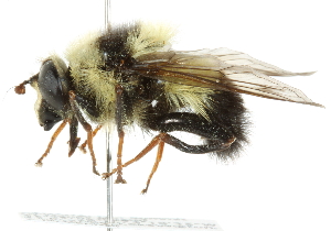  ( - CNC DIPTERA 14782)  @11 [ ] CreativeCommons - Attribution (2011) CNC/CBG Photography Group Centre for Biodiversity Genomics