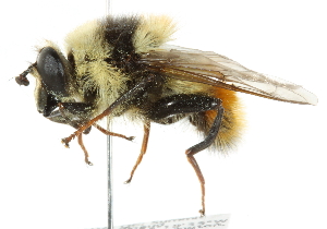  ( - CNC DIPTERA 14786)  @14 [ ] CreativeCommons - Attribution (2011) CNC/CBG Photography Group Centre for Biodiversity Genomics