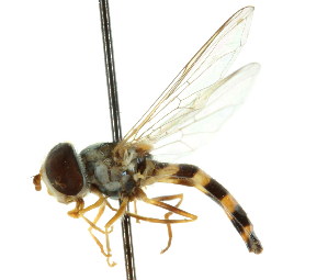  ( - CNC DIPTERA 19312)  @13 [ ] CreativeCommons - Attribution (2011) CNC/CBG Photography Group Centre for Biodiversity Genomics