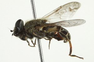  ( - CNC DIPTERA 1985)  @11 [ ] CreativeCommons - Attribution (2011) CNC/CBG Photography Group Centre for Biodiversity Genomics