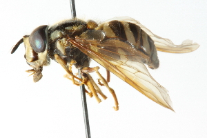  ( - CNC DIPTERA 20663)  @11 [ ] CreativeCommons - Attribution (2011) CNC/CBG Photography Group Centre for Biodiversity Genomics