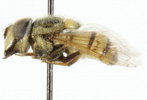  ( - CNC DIPTERA 33376)  @11 [ ] CreativeCommons - Attribution (2011) CNC/CBG Photography Group Centre for Biodiversity Genomics