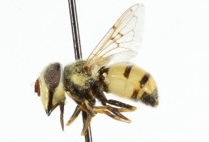  ( - CNC DIPTERA 33397)  @11 [ ] CreativeCommons - Attribution (2011) CNC/CBG Photography Group Centre for Biodiversity Genomics