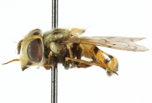  ( - CNC DIPTERA 33403)  @11 [ ] CreativeCommons - Attribution (2011) CNC/CBG Photography Group Centre for Biodiversity Genomics
