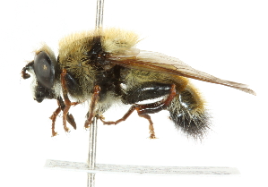  ( - CNC DIPTERA 36134)  @14 [ ] CreativeCommons - Attribution (2011) CNC/CBG Photography Group Centre for Biodiversity Genomics