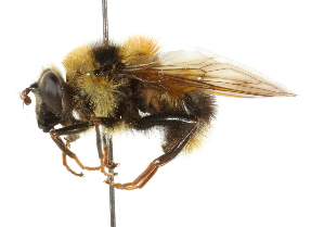  ( - CNC DIPTERA 36158)  @14 [ ] CreativeCommons - Attribution (2011) CNC/CBG Photography Group Centre for Biodiversity Genomics