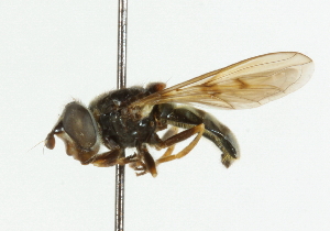  ( - CNC DIPTERA 36428)  @11 [ ] CreativeCommons - Attribution (2011) CNC/CBG Photography Group Centre for Biodiversity Genomics