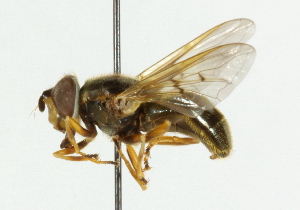  ( - CNC DIPTERA 36558)  @12 [ ] CreativeCommons - Attribution (2011) CNC/CBG Photography Group Centre for Biodiversity Genomics