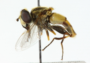  ( - CNC DIPTERA 41509)  @14 [ ] CreativeCommons - Attribution (2011) CNC/CBG Photography Group Centre for Biodiversity Genomics